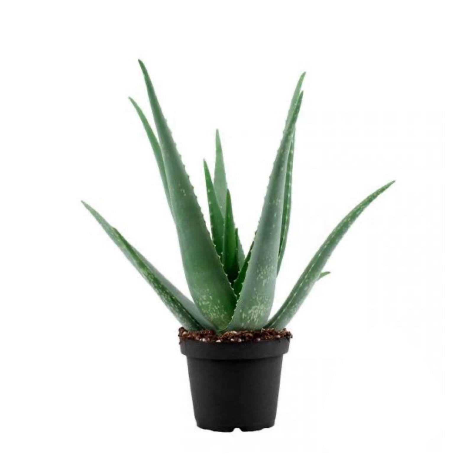 Pianta Aloe Vera